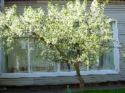 bianco Fiore Amarena, Torta Di Ciliegie (Cerasus vulgaris, Prunus cerasus) foto