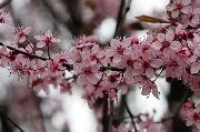rózsaszín Virág Meggy, Cseresznye Pite (Cerasus vulgaris, Prunus cerasus) fénykép