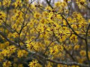 ყვითელი ყვავილების Witchhazel (Hamamelis vernalis) ფოტო