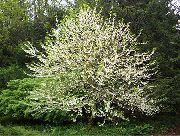 λευκό λουλούδι Silverbell, Λευκόιο Δέντρο,  (Halesia) φωτογραφία