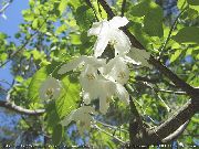 beyaz çiçek Silverbell, Kardelen Ağaç,  (Halesia) fotoğraf