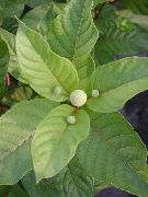 თეთრი ყვავილების Buttonbush, თაფლი ზარები, Honeyball, ღილაკს Willow (Cephalanthus) ფოტო