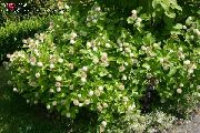 balts Zieds Buttonbush, Medus Zvani, Honeyball, Poga Vītols (Cephalanthus) foto