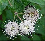 თეთრი ყვავილების Buttonbush, თაფლი ზარები, Honeyball, ღილაკს Willow (Cephalanthus) ფოტო