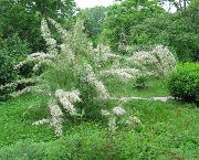 hvit Blomst Tamarisken, Athel Treet, Salt Sedertre (Tamarix) bilde