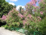 ვარდისფერი ყვავილების Tamarisk, Athel ხე, მარილი კედარი (Tamarix) ფოტო