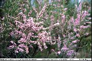 粉红色 花 红柳，athel树，盐雪松 (Tamarix) 照片