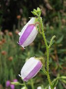 leylak çiçek İrlandalı Sağlık, St. Dabeoc En Heath (Daboecia-cantabrica) fotoğraf