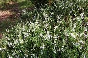 beyaz çiçek İrlandalı Sağlık, St. Dabeoc En Heath (Daboecia-cantabrica) fotoğraf