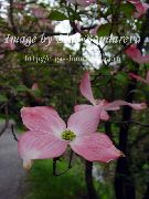 rožinis žiedas Kousa Sedula, Kinų Sedula, Japonų Sedula (Cornus-kousa) nuotrauka