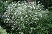 branco Flor Waxflower (Jamesia americana) foto
