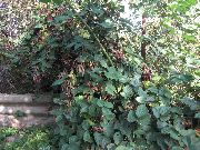 hvítur Blóm Blackberry, Bramble (Rubus fruticosus) mynd