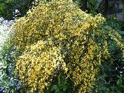 შოტლანდიელები ცოცხი, Broomtops, საერთო ცოცხი, ევროპის ცოცხი, Irish ცოცხი ყვითელი ყვავილების