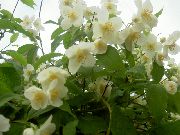 Бузок (Жасмин) білий Квітка