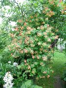 flowering shrubs and trees Honeysuckle Lonicera-brownie