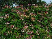 flowering shrubs and trees Common honeysuckle Lonicera-periclymenum
