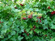 hvítur Blóm European Cranberry Viburnum, European Snjóbolti Bush, Guelder Hækkaði  mynd