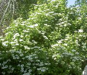 flowering shrubs and trees European Cranberry Viburnum, European Snowball Bush, Guelder Rose Viburnum