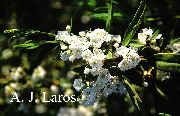 flowering shrubs and trees Calico bush, Laurel, Kalmia  Kalmia