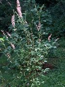     - Clethra alnifolia 'Ruby Spice'.   