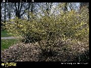 flowering shrubs and trees Winter hazel  Corylopsis