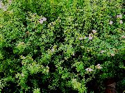 бял Цвете Cinquefoil, Обрасъл С Храсти Cinquefoil (Pentaphylloides, Potentilla fruticosa) снимка