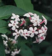 белы Кветка Абель Карэйская (Abelia coreana) фота