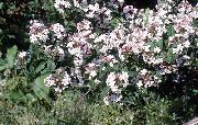 бял Цвете Бяло Forsythia, Корейски Abelia (Abelia coreana) снимка