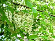 False Acaciaia branco Flor
