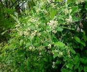 Eļļas Koks, Ķiršu Silverberry, Goumi, Sudraba Buffaloberry balts Zieds