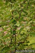Αγριελιά, Κεράσι Silverberry, Goumi, Ασήμι Buffaloberry κίτρινος λουλούδι