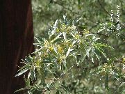 flowering shrubs and trees Oleaster, Cherry Silverberry, Goumi, Silver Buffaloberry Elaeagnus