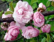 rožinis žiedas Dvigubas Žydėjimo Vyšnių, Migdolų Žydėjimas (Louiseania, Prunus triloba) nuotrauka