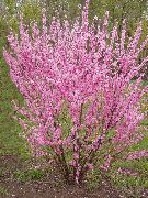 flowering shrubs and trees Double Flowering Cherry, Flowering almond Louiseania, Prunus triloba