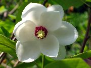Magnolija balts Zieds