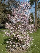 Magnolia bleikur Blóm