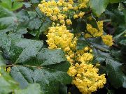 Mahonie, Mahonie Stechpalme, Stechpalme-Leaved Berberitze gelb Blume
