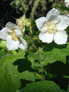Violeti Ziedošs Aveņu, Thimbleberry balts Zieds