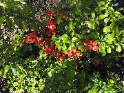 rot Blume Blühenden Quitte (Chaenomeles-maulei) foto