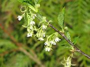 flowering shrubs and trees Indian Plum, Oso Berry, Bird Cherry  Osmaronia, Oemleria cerasiformis