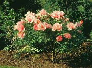 oranžs Zieds Koku Peonija (Paeonia-suffruticosa) foto