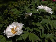 balts Zieds Koku Peonija (Paeonia-suffruticosa) foto