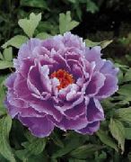 牡丹 紫丁香 花