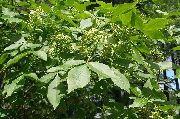 бял Цвете Хоп Дърво, Вонящи Пепел, Вафла Пепел (Ptelea trifoliata) снимка
