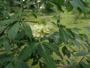 Δέντρο Hop, Βρωμερό Τέφρα, Τέφρα Γκοφρέτα πράσινος λουλούδι