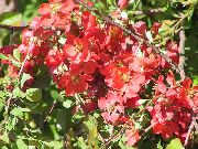 црвен Цвет Дуња (Chaenomeles-japonica) фотографија