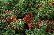 rosso Fiore Mela Cotogna (Chaenomeles-japonica) foto