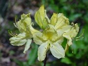 gulur Blóm Azaleas, Pinxterbloom (Rhododendron) mynd