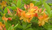 Asalea, Pinxterbloom orange Blomst