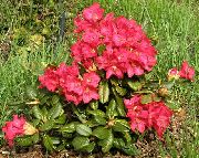 Azaleas, Pinxterbloom crvena Cvijet